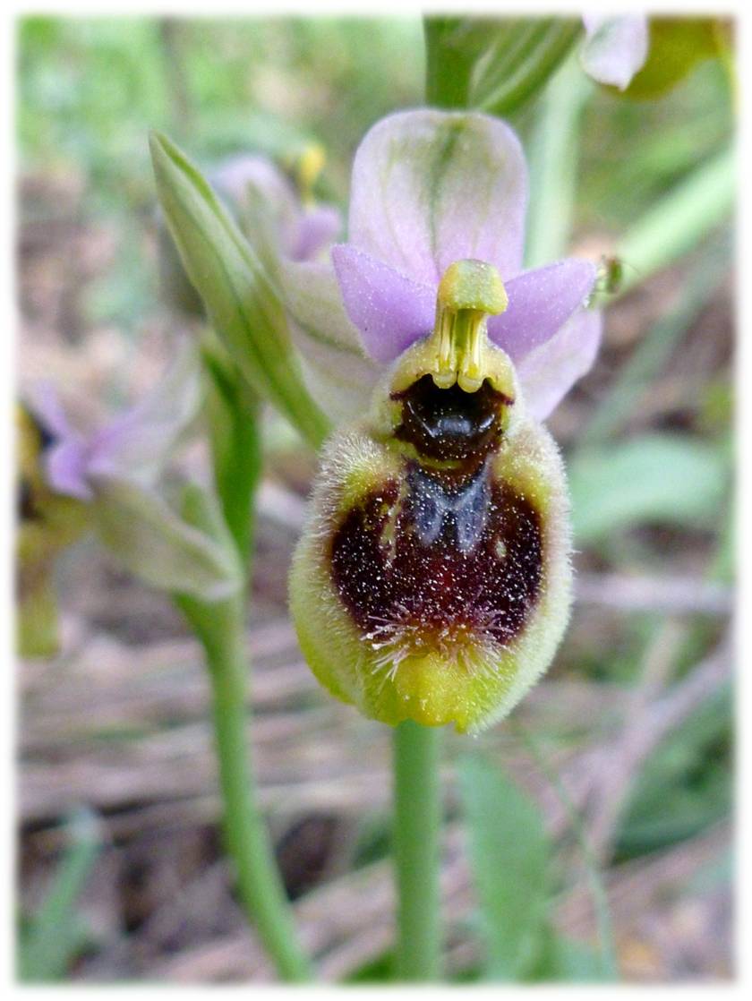 ophrys tenthredinifera?